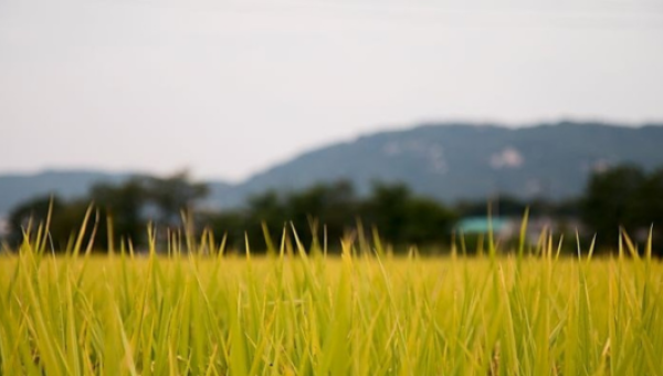 การวิเคราะห์ก๊าซเรือนกระจกด้วยเทคนิคแก๊สโครมาโทกราฟี