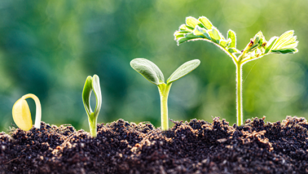 ดินดีเขาดูกันอย่างไร: การประเมินความอุดมสมบูรณ์ของดินด้วยองค์ประกอบธาตุและเทคนิคการวิเคราะห์สมัยใหม่