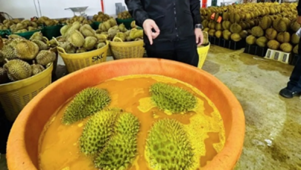 รู้จัก Basic Yellow 2 (BY2) สารต้องห้ามที่ทำให้การส่งออกทุเรียนไทยถูกระงับ