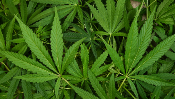 การวิเคราะห์หาปริมาณเทอร์ปีนในน้ามันกัญชาโดยเทคนิคการเตรียมตัวอย่างแบบ SPME และ ITEX