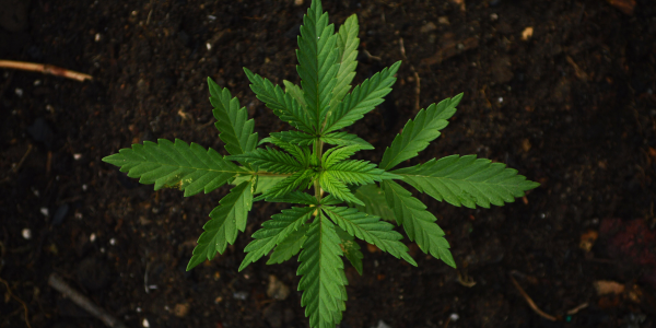 กัญชาประโยชน์ล้น สรรพคุณเยี่ยม แต่อาจเสี่ยงโทษได้ไม่รู้ตัว