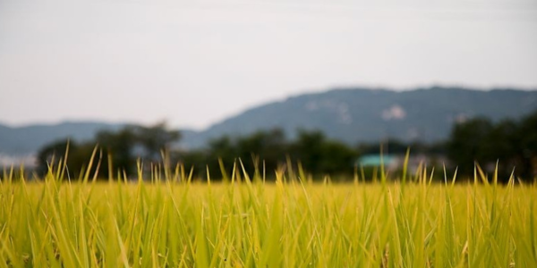 การวิเคราะห์ก๊าซเรือนกระจกด้วยเทคนิคแก๊สโครมาโทกราฟี