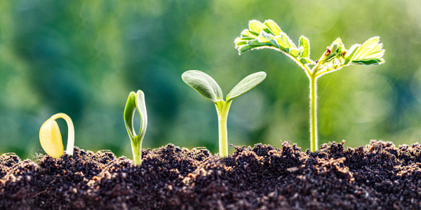 ดินดีเขาดูกันอย่างไร: การประเมินความอุดมสมบูรณ์ของดินด้วยองค์ประกอบธาตุและเทคนิคการวิเคราะห์สมัยใหม่