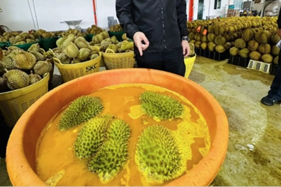 รู้จัก Basic Yellow 2 (BY2) สารต้องห้ามที่ทำให้การส่งออกทุเรียนไทยถูกระงับ