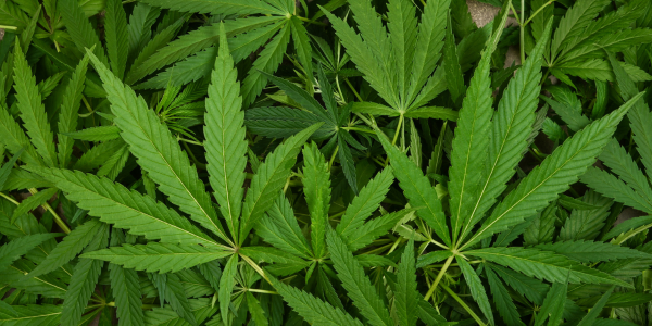 การวิเคราะห์หาปริมาณเทอร์ปีนในน้ามันกัญชาโดยเทคนิคการเตรียมตัวอย่างแบบ SPME และ ITEX